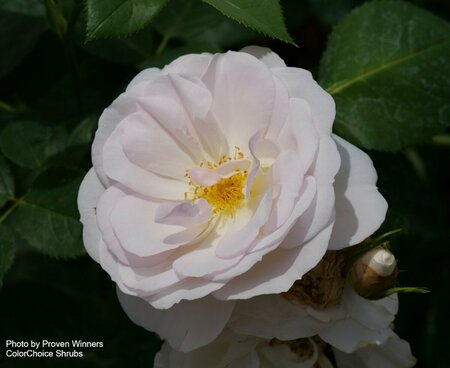 Rosa - 'Flavorette Pear'd' Edible Rose (PW) 2 gal PW - image 2