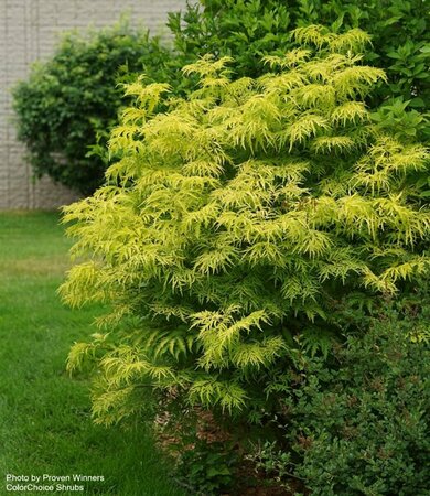 Sambucus racemosa - 'Lemony Lace'® Elderberry (PW) 2 gal PW - image 2