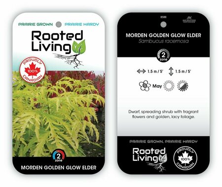 Sambucus racemosa - 'Morden Golden Glow' Elder 2 gal