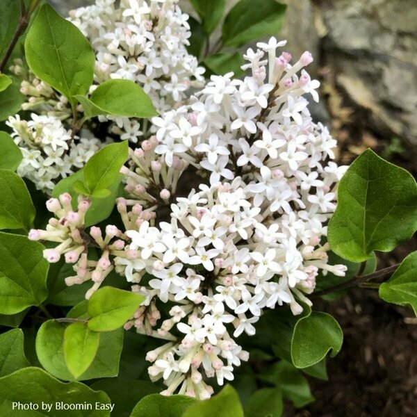 Syringa meyeri palibin - White 'Pearl Potion' Lilac (BE) 2 gal BE - image 2