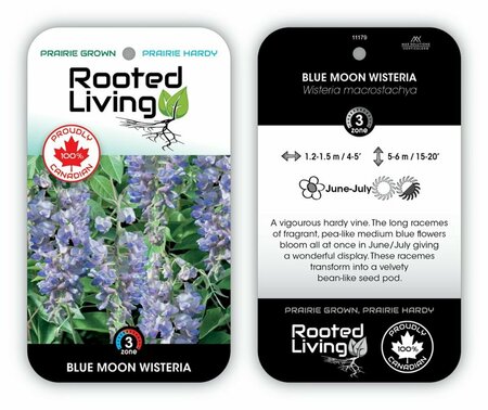 Wisteria macrostachya - 'Blue Moon' 2 gal
