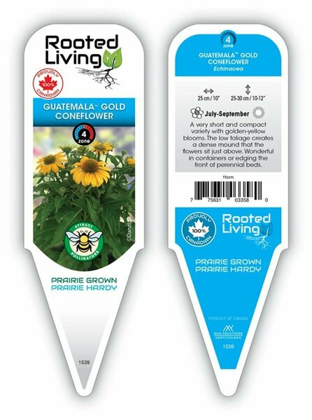 Echinacea - 'Guatemala Gold' Coneflower 9 cm (3.5")