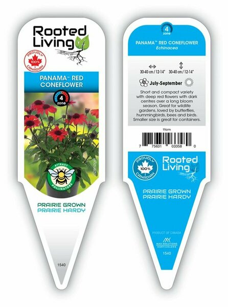 Echinacea - 'Panama Red' Coneflower 9 cm (3.5")