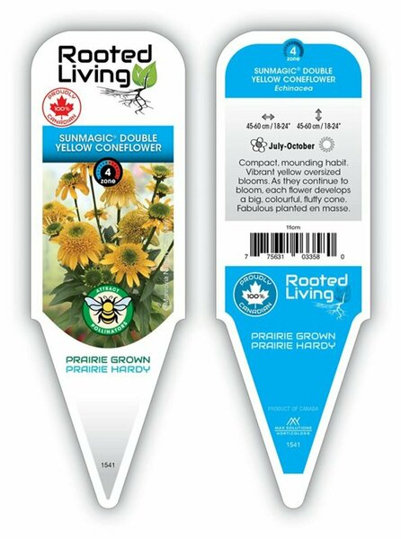 Echinacea Sunmagic - 'Double Yellow' Coneflower 11 cm Prem (4.5")