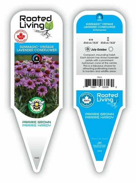 Echinacea Sunmagic - 'Vintage Lavender' Coneflower 11 cm Prem (4.5")