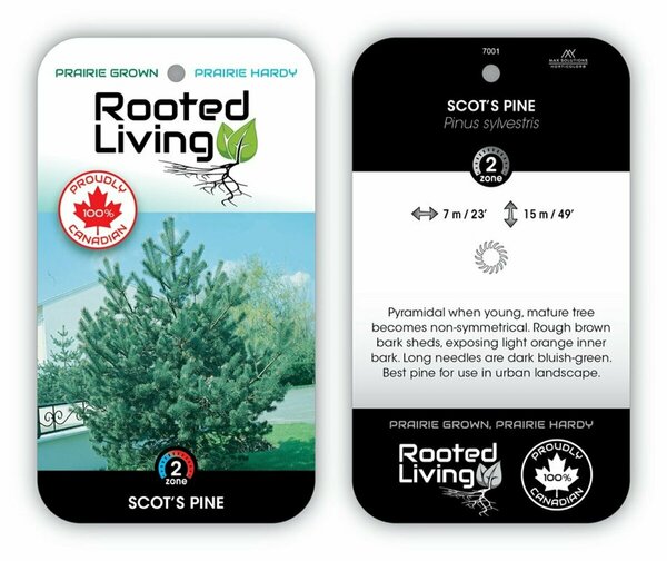 Pinus sylvestris - 'Scot's' Pine rct plug