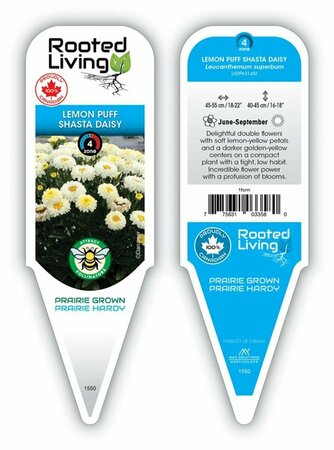 Leucanthemum - 'Lemon Puff' Shasta Daisy 11 cm Prem
