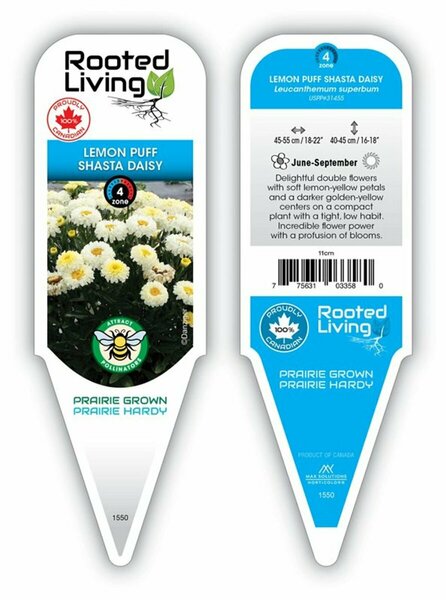 Leucanthemum - 'Lemon Puff' Shasta Daisy 11 cm Prem (4.5")