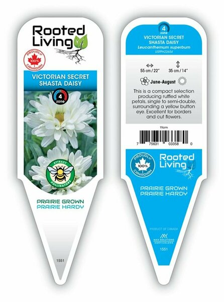 Leucanthemum - 'Victorian Secret' Shasta Daisy *New* 11 cm Prem (4.5")