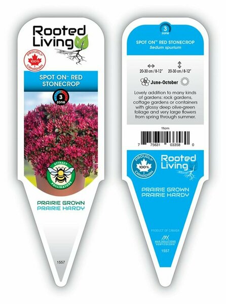 Sedum - 'Spot On' Stonecrop [Groundcover] 9 cm (3.5")