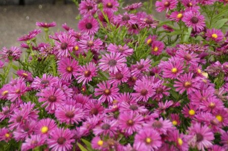 Aster - 'Jenny' [Pink] 1 gal
