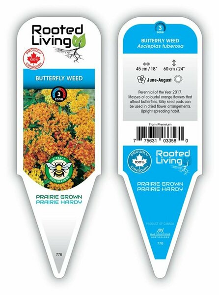 Asclepias tuberosa - Butterfly Weed 11 cm Prem (4.5")