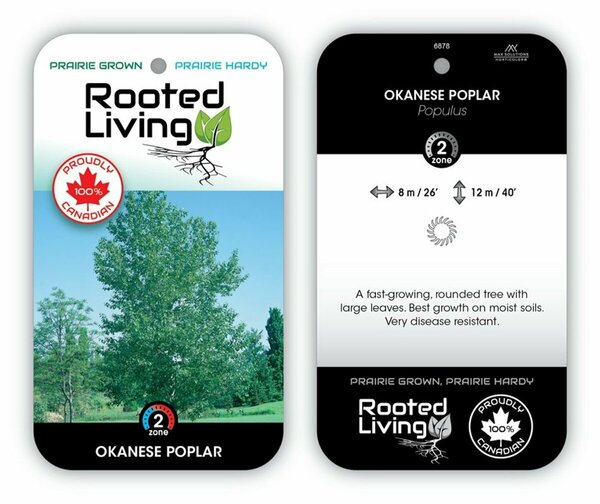 Populus x - Okanese Hybrid Poplar RP28 hwct - image 2