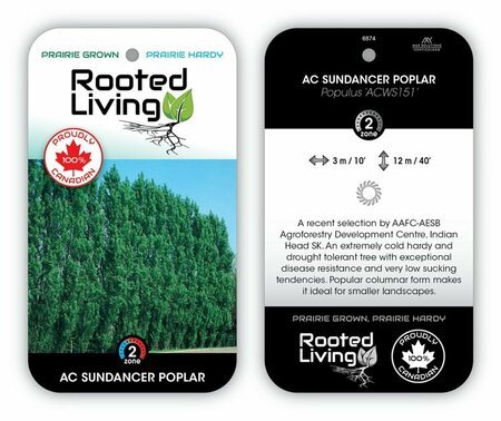Populus - 'Sundancer' Poplar RP28 hwct - image 1