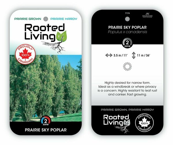 Populus x canadensis - 'Prairie Sky' Poplar RP28 hwct
