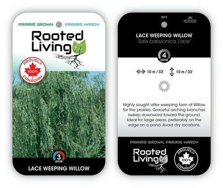 Salix babylonica - Weeping Lace Willow RP28 hwct - image 1