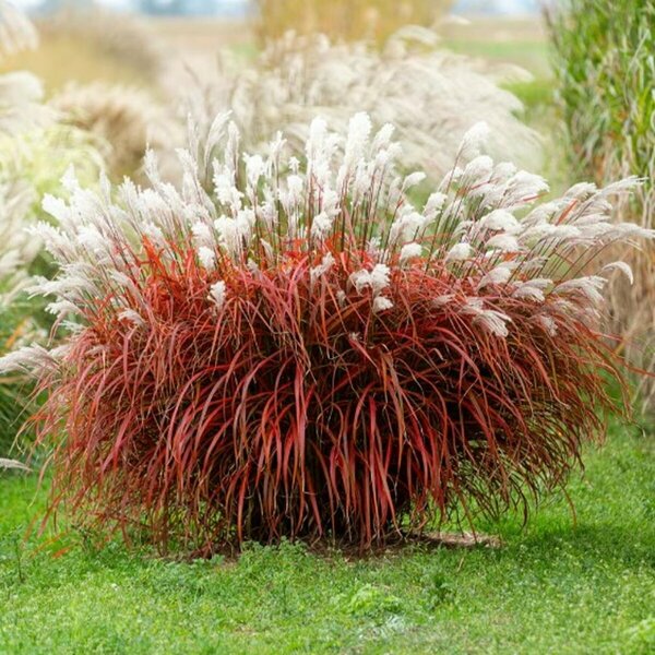 Miscanthus sin. - 'Lady in Red' 1 gal