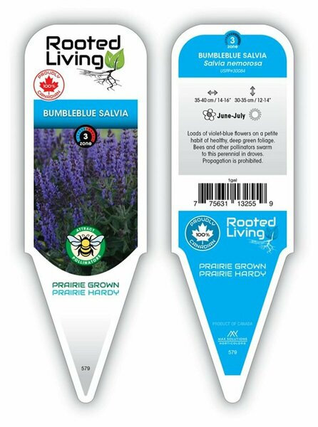 Salvia - 'Bumbleblue' [Violet-Blue] 1 gal