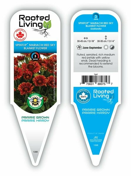 Gaillardia Spintop™ - 'Mariachi Red Sky' Blanket Flower 1 gal