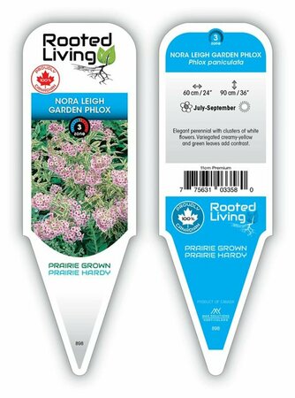 Phlox pan. - 'Norah Leigh' Garden Phlox [Pink/White] 11 cm Prem