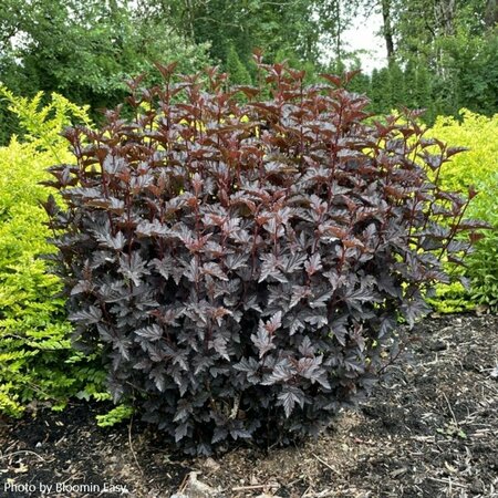 Physocarpus - 'Panther'™ Ninebark (BE) 2 gal BE - image 2