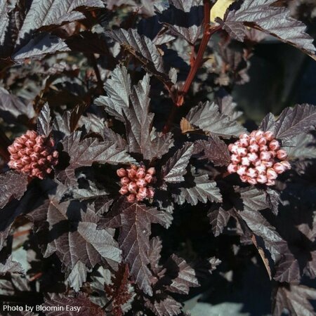 Physocarpus - 'Panther'™ Ninebark (BE) 2 gal BE - image 1