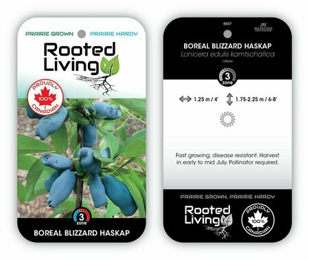 Lonicera - 'Boreal Blizzard' Haskap 1 gal