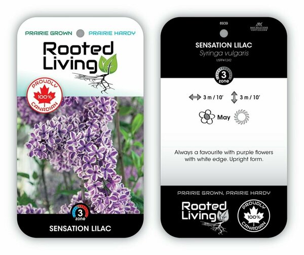 Syringa vulgaris - 'Sensation' French Lilac [Ppl/Wht] 2 gal