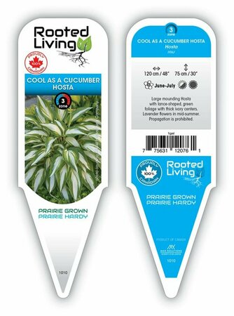 Hosta - 'Cool as a Cucumber' [Gr/Wh] 1 gal