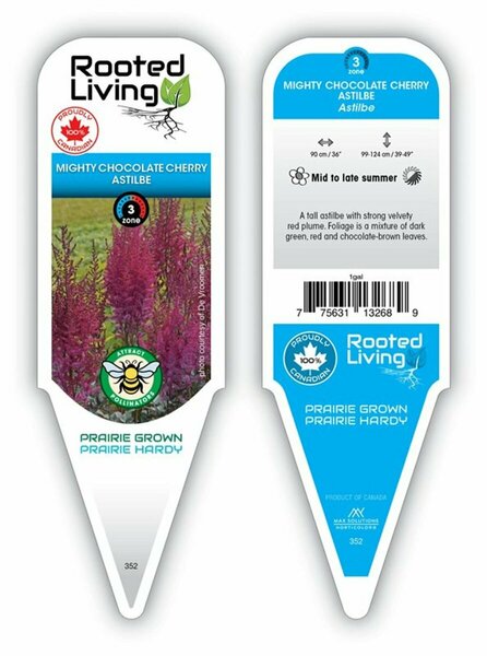Astilbe - 'Mighty Chocolate Cherry'  1 gal