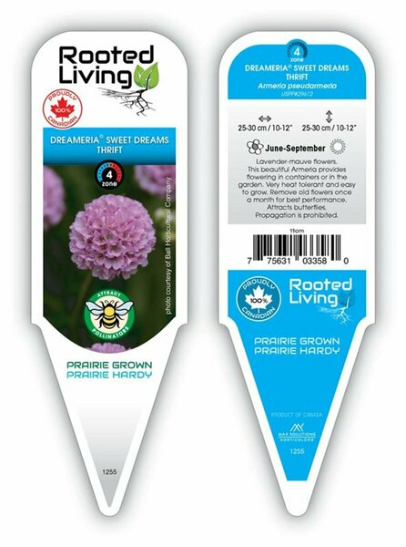 Armeria pseu. - 'Sweet Dreams' Thrift 11 cm Prem (4.5")