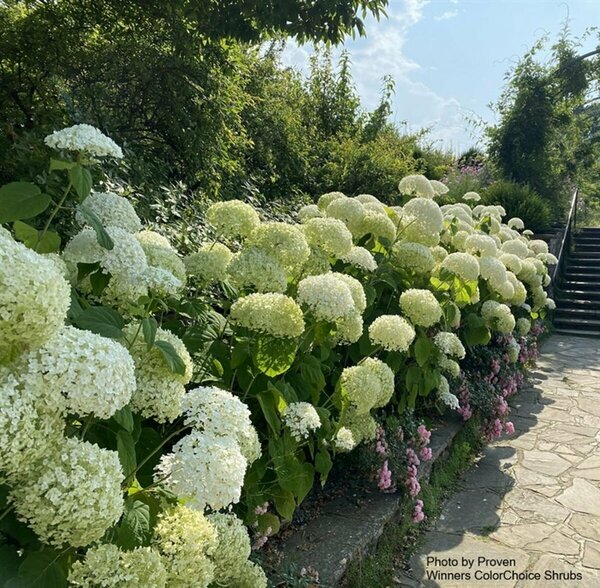 Hydrangea arb. - 'Incrediball'® (PW) 2 gal PW