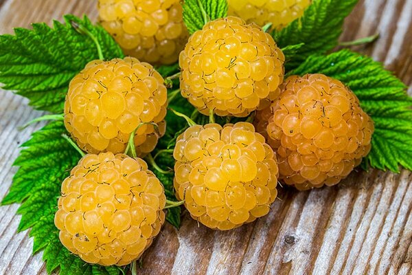 Rubus - 'Honeyqueen' Raspberry 1 gal - image 2