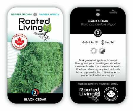 Thuja occ. - 'Nigra' Dark Green Cedar 10 gal