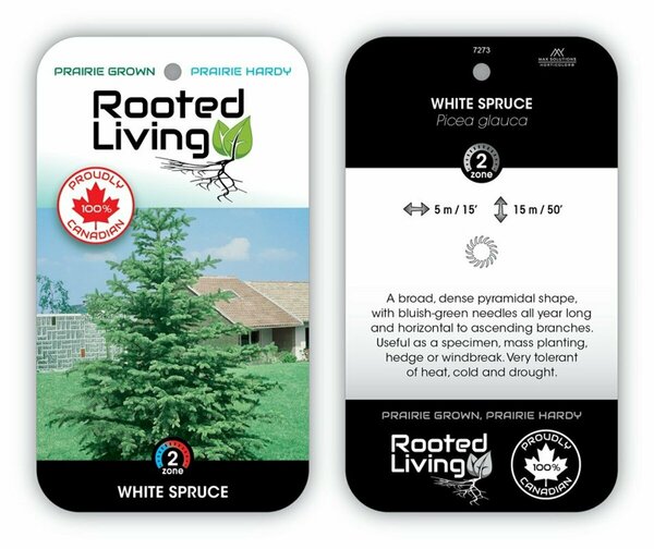 Picea glauca - 'White' Spruce 5 gal