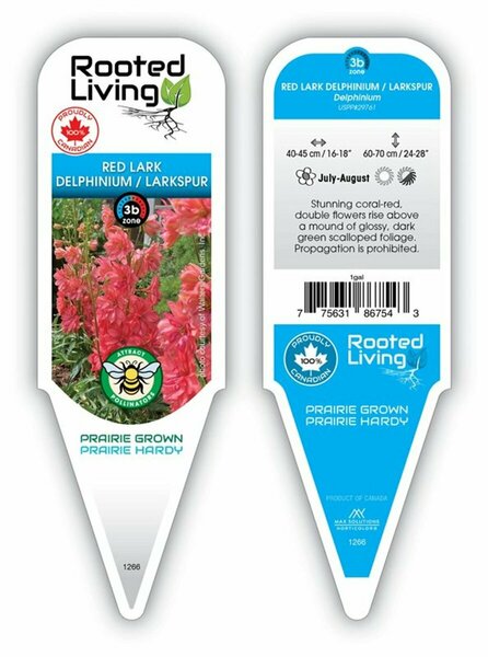 Delphinium - 'Red Lark' Larkspur 11 cm Prem