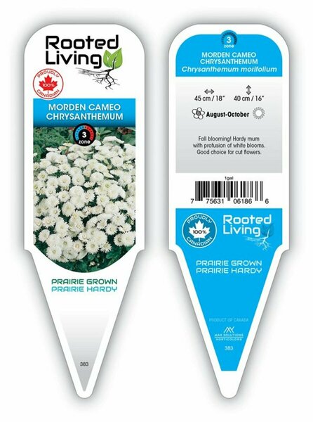 Chrysanthemum mor. - 'Morden Cameo' Hardy Mum [Wh] 1 gal