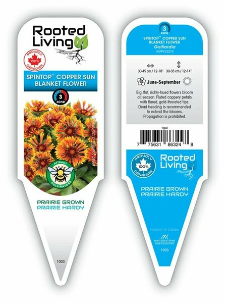 Gaillardia SpinTop™ - 'Copper Sun' Blanket Flower 1 gal