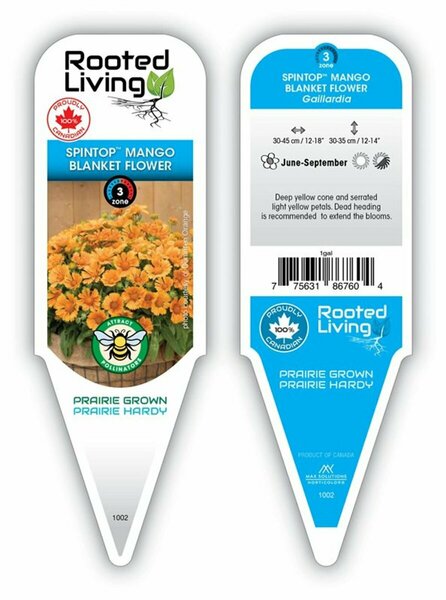 Gaillardia SpinTop™ - 'Mango' Blanket Flower 1 gal