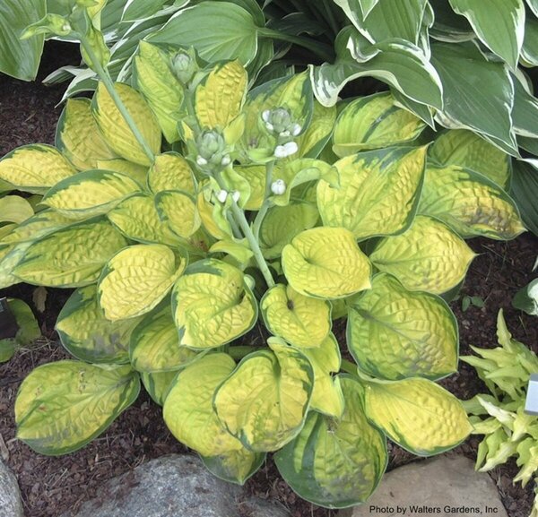 Hosta - 'Rainforest Sunrise' [Yl/Dk Gr] 1 gal