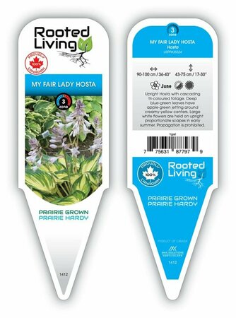Hosta - 'My Fair Lady'  1 gal