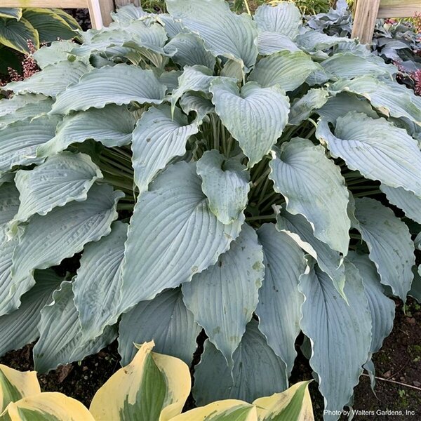 Hosta - 'Wind Beneath my Wings' [Bl] 1 gal