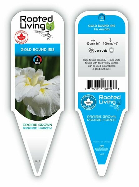 Iris Ensata - 'Gold Bound' [Wh/Yl] 1 gal - image 1