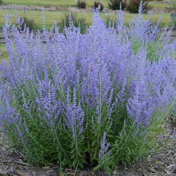 Perovskia - 'Blue Jean Baby' Russian Sage 1 gal - image 2