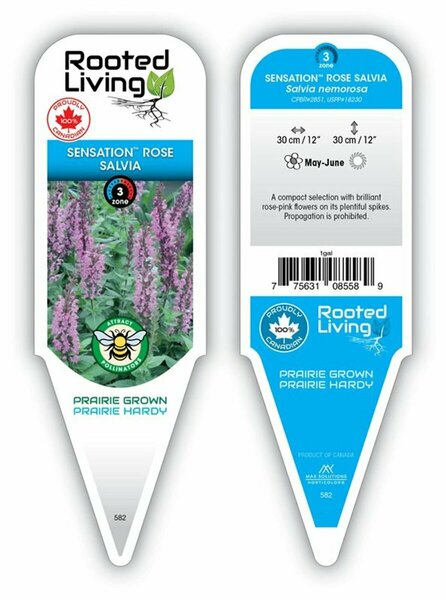 Salvia - 'Sensation Rose' [Rose-Pink] 1 gal