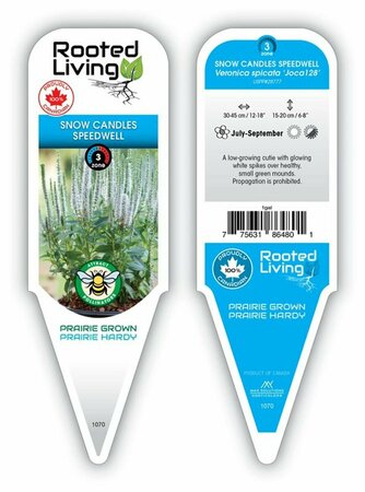 Veronica spicata - 'Snow Candles' Speedwell 1 gal - image 1