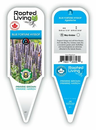 Agastache - 'Blue Fortune' Hyssop 11 cm Prem