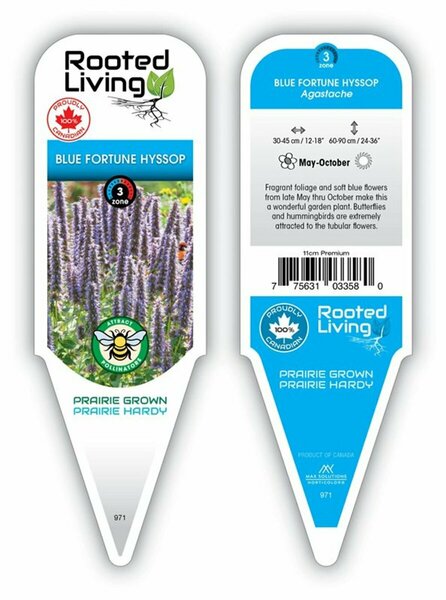 Agastache - 'Blue Fortune' Hyssop 11 cm Prem