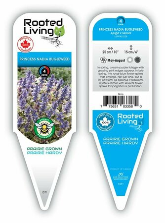 Ajuga - 'Princess Nadia' 11 cm Prem