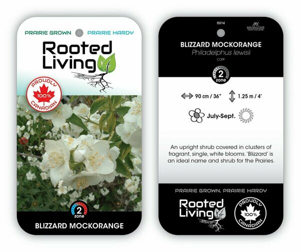 Philadelphus - 'Blizzard' Mockorange 9 cm (3.5")